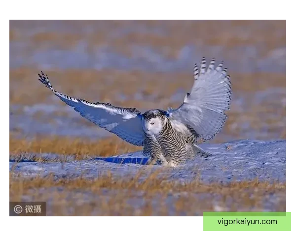 芬兰球迷雪鸮军团持续提升关注度，展现出良好的支持氛围
